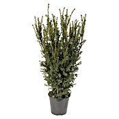Heimische Eibe (Taxus media Hillii, Im Topf gedrückt, 80 cm - 100 cm)