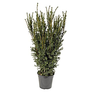 Piardino Heimische Eibe (Taxus media 'Hillii', Topfvolumen: 8 l, 80 cm - 100 cm)