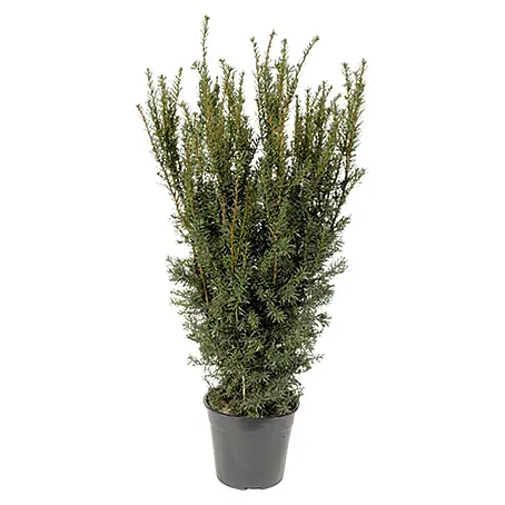 Piardino  Heimische Eibe