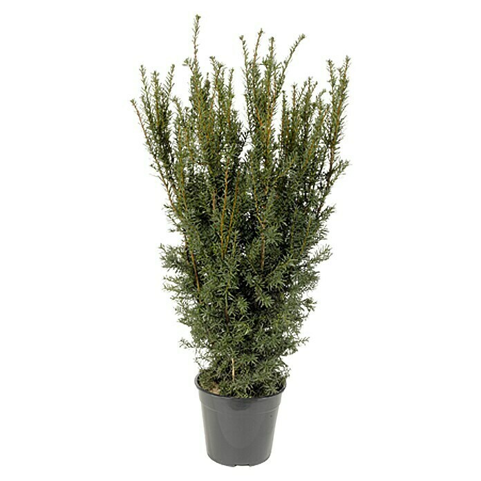 thuja smaragd 180 200 Thuja Smaragd häckväxt 180-200 cm main image 0