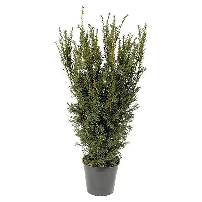 Piardino Heimische Eibe - Taxus media 'Hillii', Topfvolumen: 8 l, 80 cm - 100 cm