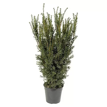 Piardino  Heimische Eibe