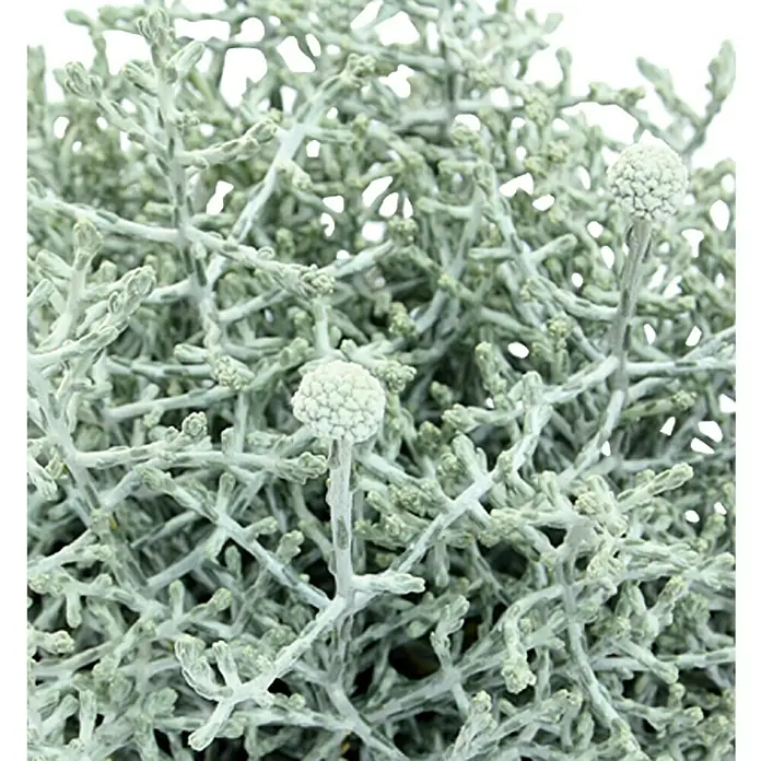 Piardino SilberkörbchenCalocephalus brownii, Topfgröße: 11 cm, Silberblau - Nahaufnahme einer Strauchpflanze mit silbernem Laub und kugelförmigen Blütenständen, die Textur und zarte Details hervorhebt.