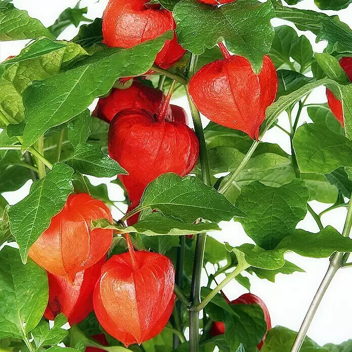 Piardino Lampionblume - Physalis alkekengi, Topfgröße: 13 cm, Orange - Detailaufnahme
