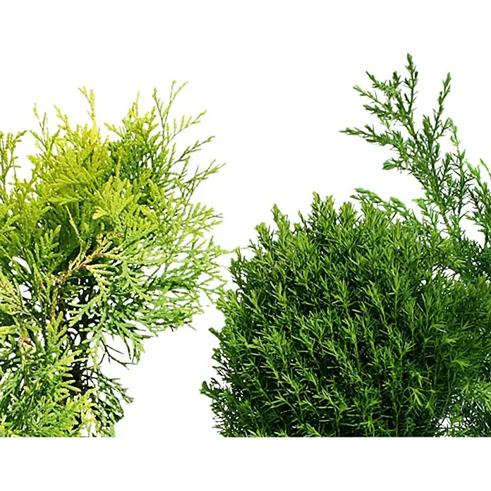 Piardino Koniferen-Mix - Sortenabhängig, Topfgröße: 9 cm - Zwei grüne Thuja-Pflanzen vor einem weißen Hintergrund. Ideal zur Dekoration im Garten oder auf dem Balkon.
