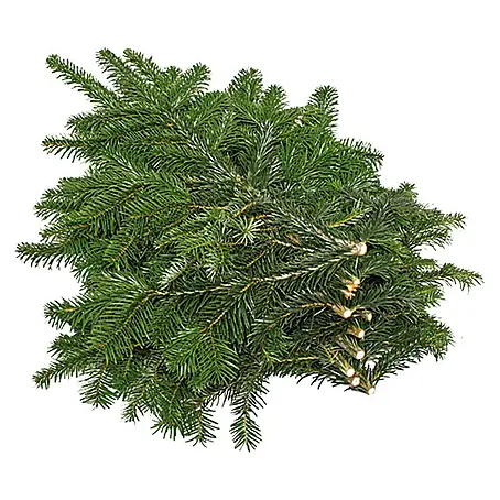 Piardino  Nordmann Tannenreisig