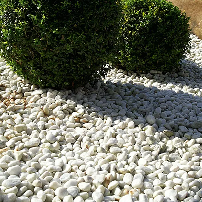 Min2C Marmorkiesel - Weiß, Körnung: 7 mm - 15 mm, 25 kg - Ein sonniges Arrangement mit zwei runden Buchsbäumen, umgeben von blendend weißen Zierkieseln, die das Licht reflektieren.