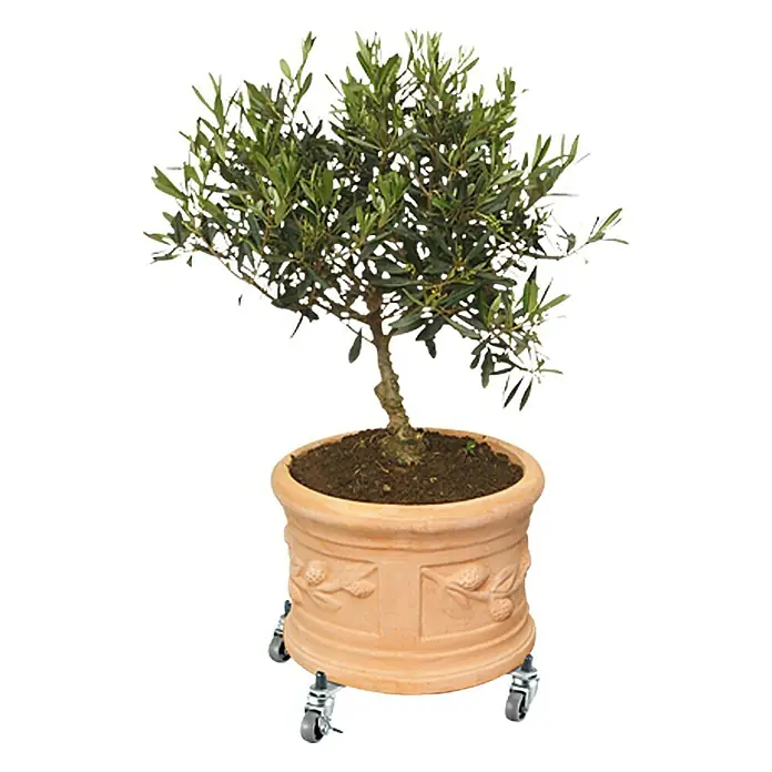 Wagner System Pflanzenroller Sunline Basic - Stahl, Max. Belastung: 100 kg - Ein Olivenbaum in einem Terrakotta-Pflanzgefäß auf Rollen. Ein dekorativer und mobiler Akzent für jeden Raum.
