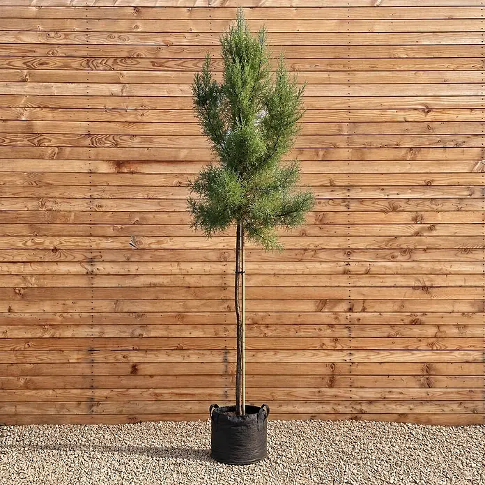 Frühlings-Tamariske - Tamarix tetrandra - Ein junger grüner Baum in einem schwarzen Stoff-Pflanzsack steht auf Kies vor einer Holzwand.