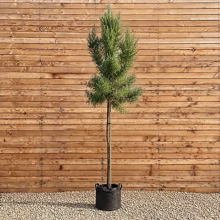 Frühlings-Tamariske (Tamarix tetrandra), Hochstamm 200-250 cm, StU 6-8 cm
