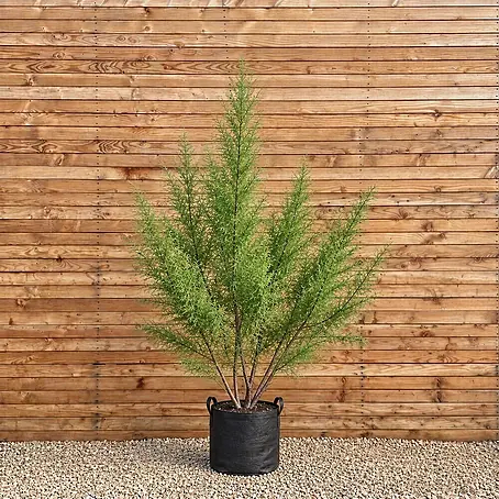 Frühlings-Tamariske (Tamarix tetrandra), mehrstämmig 250-300 cm