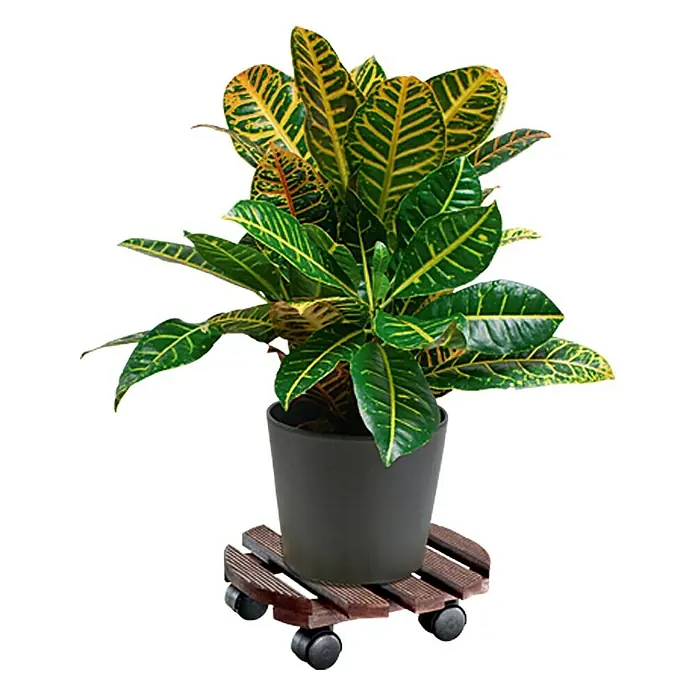 Wagner System Pflanzenroller Andaluz - Holz, Palisander, Max. Belastung: 100 kg - Ein Krokus in einem Topf auf einer rollbaren Holzunterlage, ideal für einfache Standortwechsel.