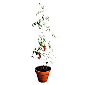 Bellissa Stolp za paradižnik  (Višina: 120 cm, Premer: 13 cm) | Opore za plezalke | Opore za rastline plezalke | Ograje in zastori | Vrt in prosti čas | Izdelki | BAUHAUS