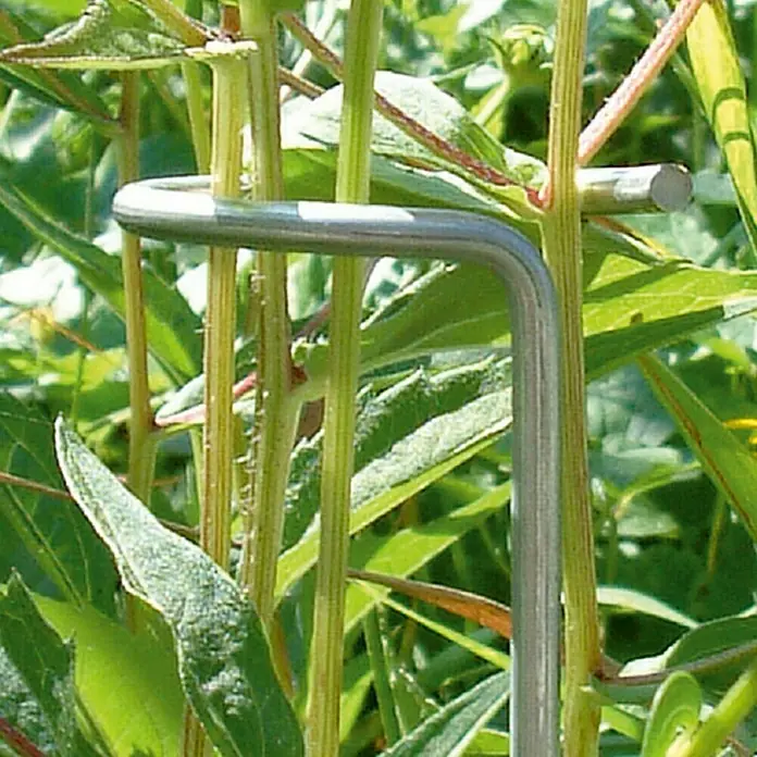 Bellissa Doldenstütze - 3 Stk., Länge: 60 cm - Nahaufnahme eines silbernen Pflanzenstützbügels, der in einem Garten zur Unterstützung von Pflanzenstängeln verwendet wird.