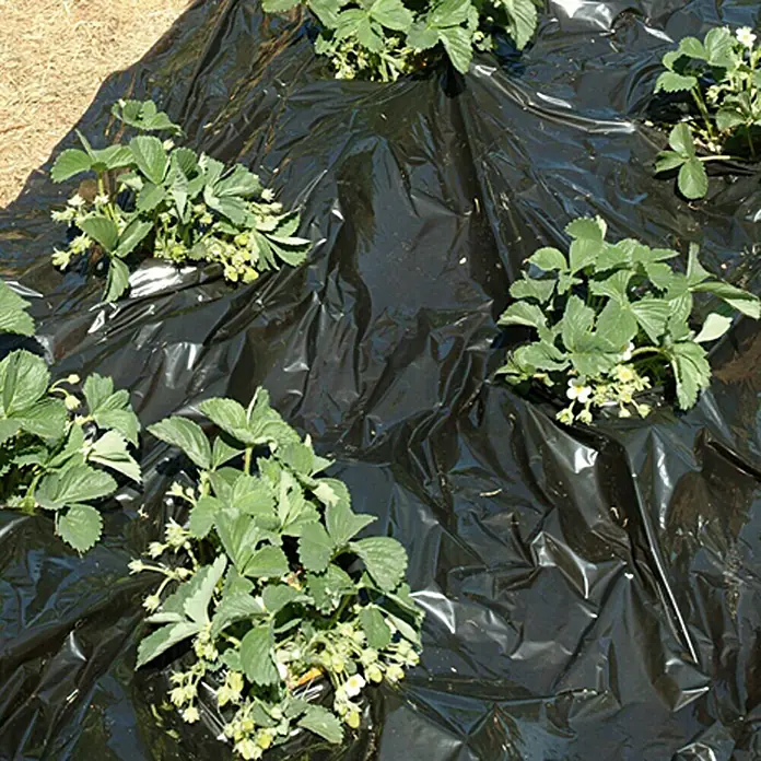 Figurine Bandai Dragon Ball Z Figuarts Zero Super Saiyan Gogeta - Fusion Reborn - Hauteur 28,5 Cm