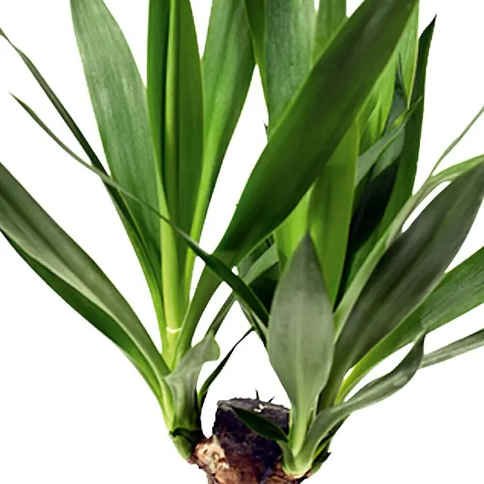 Piardino Yuca pie de elefante - Yucca elephantipes, Tamaño de maceta: 11 cm - Un primer plano de una yuca como planta de interior que muestra sus hojas verdes en forma de espada y su tronco distintivo sobre un fondo brillante.