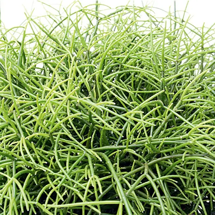 Piardino Rhipsalis - Rhipsalis cassutha, Tamaño de maceta: 12 cm - Primer plano de un cactus lápiz verde, con tallos densos y ramificados que ofrecen una textura interesante.