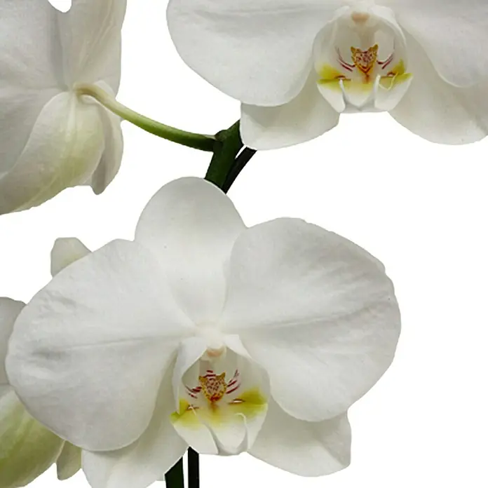Piardino Orquídea mariposa - Phalaenopsis Hybride, Tamaño de maceta: 12 cm, Blanco, Número de brotes: 1 ud., En posición vertical - Primer plano que muestra las radiantes flores de orquídea blanca, destacando su delicada belleza y forma elegante.