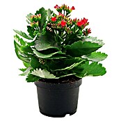 Piardino Flammendes Käthchen (Kalanchoe blossfeldiana, Topfgröße: 10,5 cm, Rot)