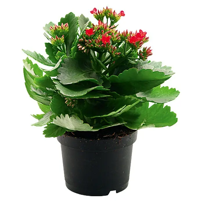 Piardino Flammendes Käthchen - Kalanchoe blossfeldiana, Topfgröße: 10 cm, Rot - Zimmerpflanze Kalanchoe mit roten Blüten in einem schwarzen Topf. Die Blätter sind saftig grün und bilden einen dichten Busch.
