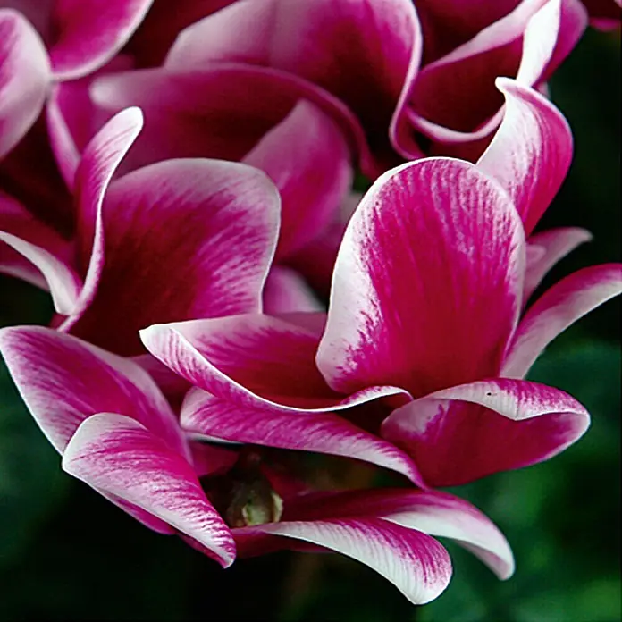 Piardino Zimmer-Alpenveilchen - Cyclamen persicum Fantasy, Topfgröße: 13 cm, Dunkelrosa/Weiß - Nahaufnahme von rosa Alpenveilchenblüten mit weißen Rändern, die ihre zarte Schönheit und lebendige Farbe zeigen.