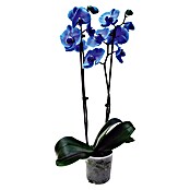 Piardino Orquídea mariposa (Phalaenopsis Hybride, Tamaño de maceta: 12 cm, Azul, Número de brotes: 2, Vertical)