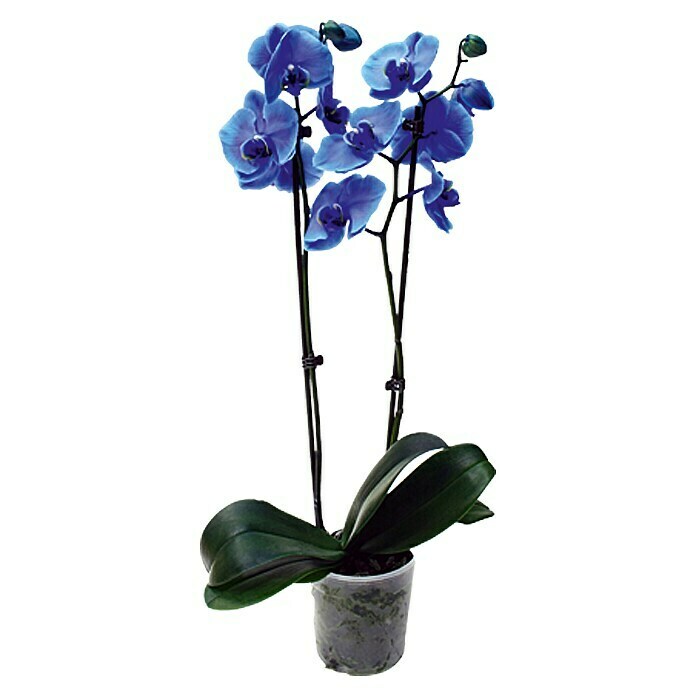 Piardino Orquídea mariposa (Phalaenopsis Hybride, Tamaño de maceta: 12 cm, Azul, Número de brotes: 2, Vertical)