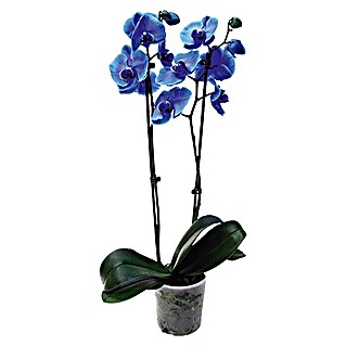 Piardino Orquídea mariposa (Phalaenopsis Hybride, Tamaño de maceta: 12 cm, Azul, Número de brotes: 2 ud., En posición vertical)