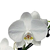Piardino Orquídea mariposa (Phalaenopsis Hybride, Tamaño de maceta: 12 cm, Blanco, Número de brotes: 1, Arco)