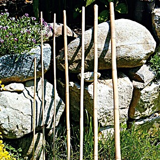 Bellissa Bambusstab (120 cm)
