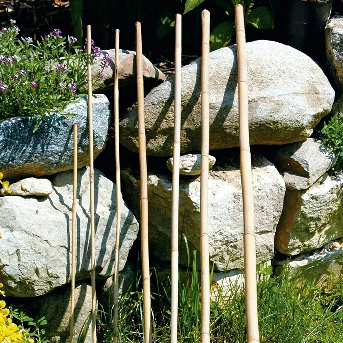 Bellissa Bambusstab - Ø x L: 0,8 x 120 cm - Mehrere Bambusstäbe verschiedener Höhe stehen aufrecht vor einer Steinmauer in einem Garten. Ideal als Pflanzenstütze.