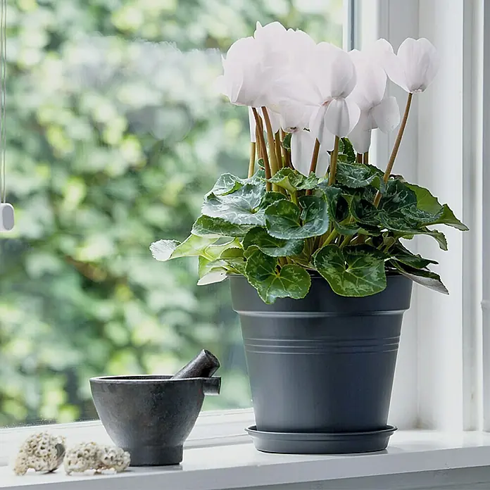 Elho Green Basics Maceta para planta + plato redondo - Dimensiones externas (Ø x Al): 13 x 12 cm, Plástico, Negro - Primer plano de una planta de ciclamen blanca en una maceta gris en un alféizar con un mortero y una maja en la imagen.