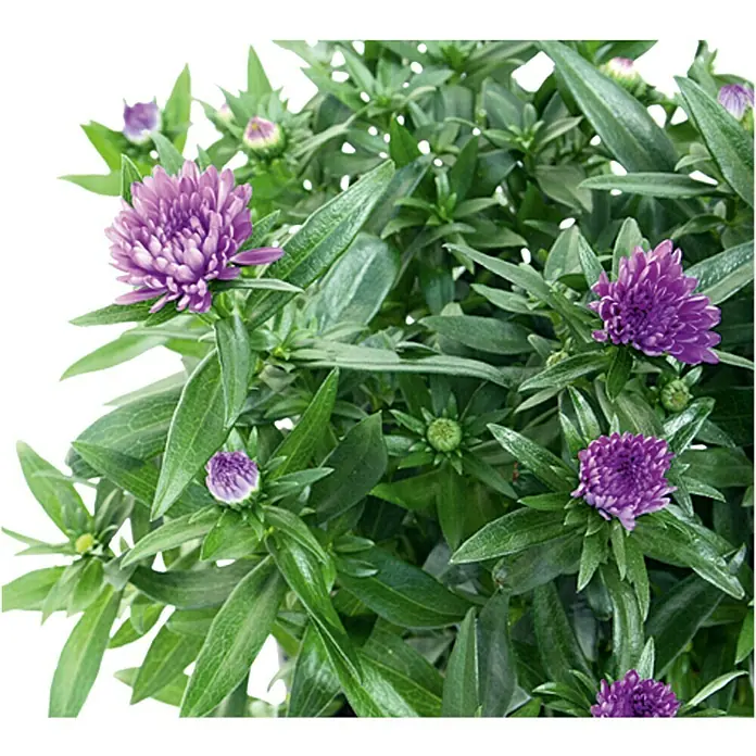 Piardino Glattblatt-Aster - Aster novi belgii, verschiedene Farben - Nahaufnahme einer Topfpflanze mit leuchtend lila Herbstastern und sattgrünem Laub, ideal für Herbstdekorationen.