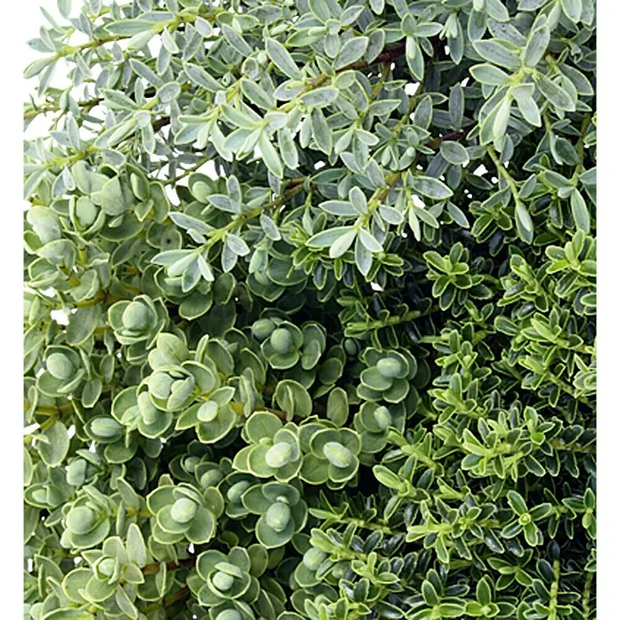 Piardino Strauchveronika - Hebe x andersonii 'Green Boys', Topfgröße: 12 cm - Nahaufnahme einer üppigen, grünen Strauchpflanze mit dichten Blättern.