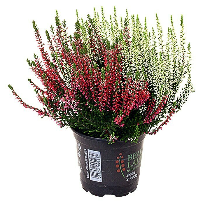 Besenheide (Calluna vulgaris Beauty Sisters, Topfgröße: 10 cm, Mehrfarbig)