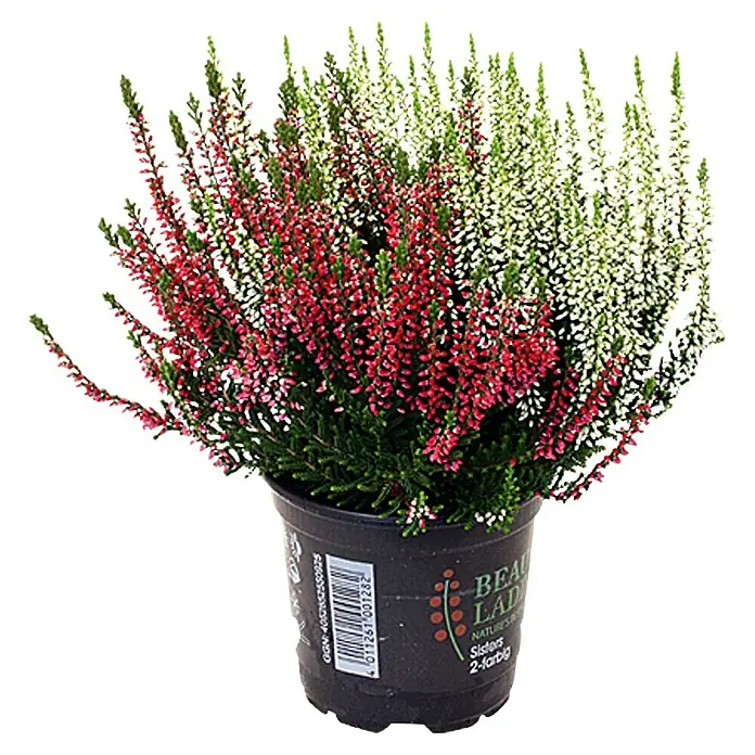 Piardino Besenheide Beauty Sisters 2 farbig - Calluna vulgaris, 11 cm - Zweifarbige Heidekraut-Pflanze "Beauty Ladies" im Topf mit roten und weißen Blüten für den Garten oder Balkon.