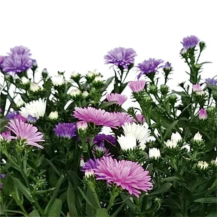 Piardino Glattblatt-Aster - Aster novi belgii, Tricolor - Nahaufnahme von lila, rosa und weißen Asternblüten mit grünen Blättern gegen einen weißen Hintergrund.