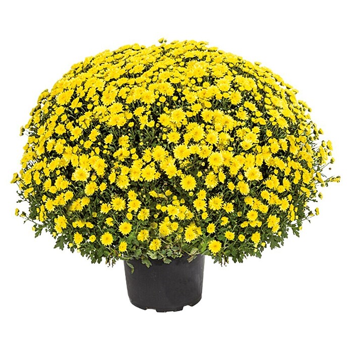 Piardino Herfstchrysant (Potmaat: 19 cm, Bloemkleur: Soortafhankelijk)