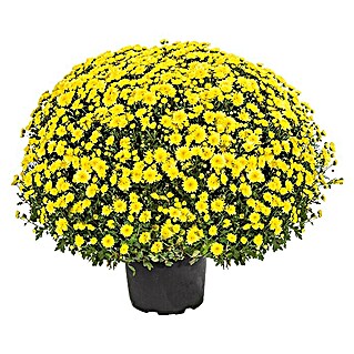 Piardino Herbst-Chrysantheme (Chrysanthemum indicum Hybride, Topfgröße: 19 cm, Blütenfarbe: Sortenabhängig)