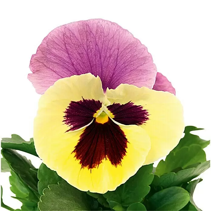 Piardino Garten-Stiefmütterchen - Viola F1, Sortenabhängig - Detailaufnahme