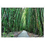 Fototapete Bambus (312 x 219 cm, Vlies)