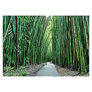 Fototapete Bambus (312 x 219 cm, Vlies)