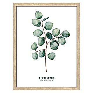 ProArt Bild (Eukalyptus II, B x H: 33 x 43 cm)