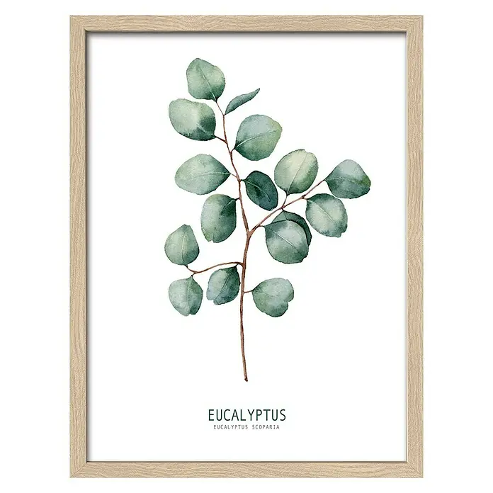 ProArt Bild - Eukalyptus II, B x H: 33 x 43 cm - Gerahmtes Bild mit Eukalyptus-Aquarellkunst. Ein modernes botanisches Kunstwerk mit zarten grünen Eukalyptusblättern in einem hellen Holzrahmen.