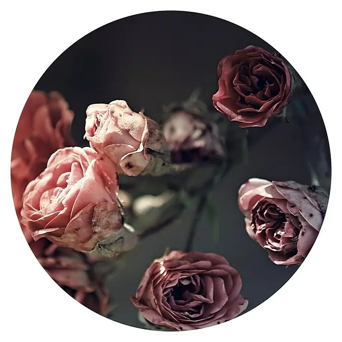 ProArt Glasbild - Beautiful Roses, Durchmesser: 20 cm - Nahaufnahme eines Kreises von blassrosa und dunkelroten Rosenblüten vor dunklem Hintergrund.