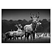 ProArt Slika na platnu  (Herd of Deer, Š x V: 80 x 60 cm) | 6758 - Leinwandbilder | HFDC - Fertigbilder | HFD - Galerie | HF - Galerie | H - Innendeko/Farben | BAUHAUS
