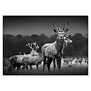 ProArt Slika na platnu (Herd of Deer, Š x V: 80 x 60 cm)