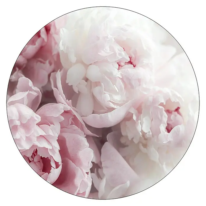 ProArt Glasbild - Peonies II, Durchmesser: 20 cm - Nahaufnahme eines runden Bildes von zarten rosa Pfingstrosen, die eine ruhige und elegante Atmosphäre ausstrahlen.