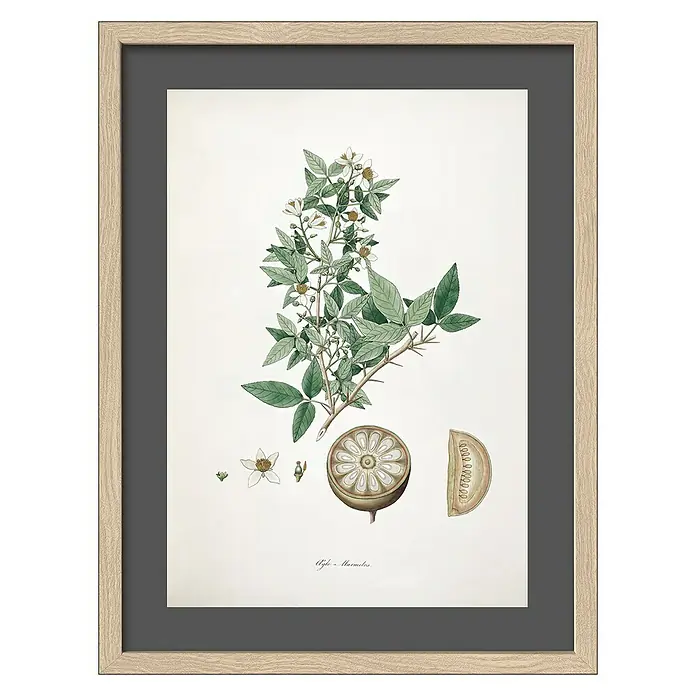 ProArt Bild - Stone Apple, B x H: 33 x 43 cm - Gerahmter Kunstdruck mit botanischer Illustration einer Ayle Marmelos-Pflanze, ideal für die Dekoration im Wohn- oder Schlafzimmer.