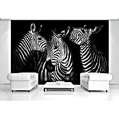 Fototapete Zebra (416 x 254 cm, Vlies)
